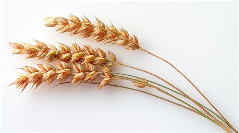  Barley: Desvendando o Potencial Versátil deste Grão para a Indústria Alimentar e Cervejeira!