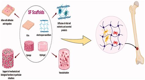  Silk Fibroin: Implantable Biomaterial for Bone Regeneration and Tissue Engineering Applications!